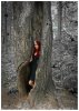 Filename=elf66-.jpg
Filesize=239KiB
Dimensions=573x801
Date added=Feb 02, 2009 elf66-.jpg