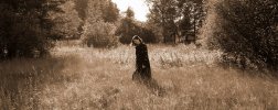 Fuchsy_-_Moor_02.jpg